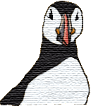 Puffin