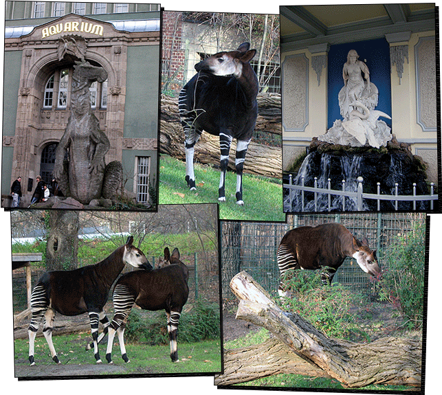 Zoo1