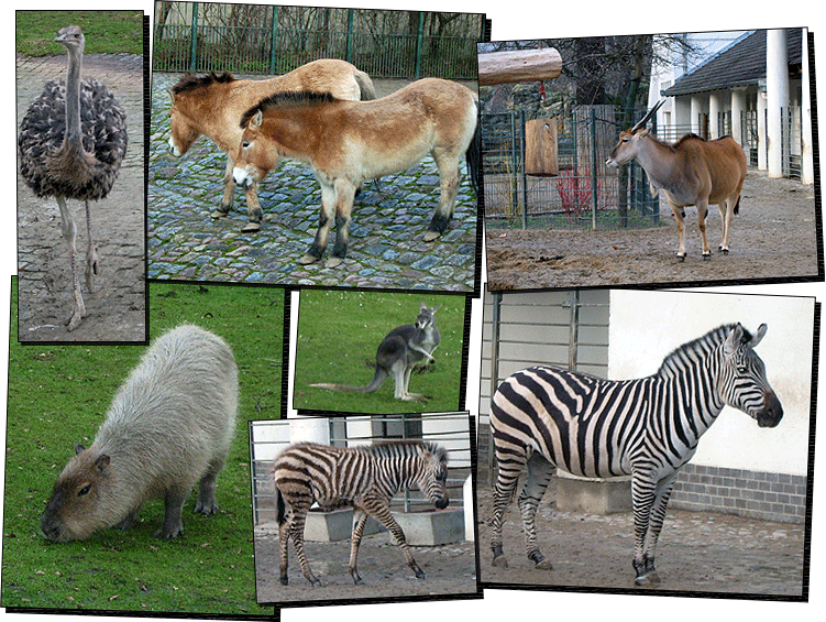 Zoo2