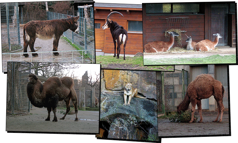 Zoo3