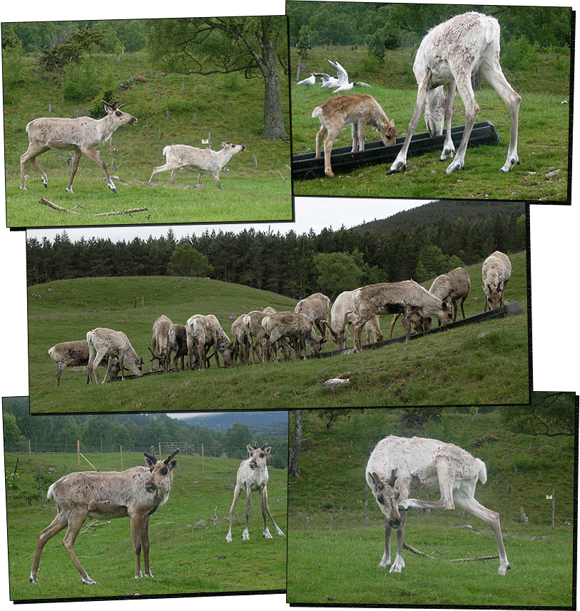 Wildpark