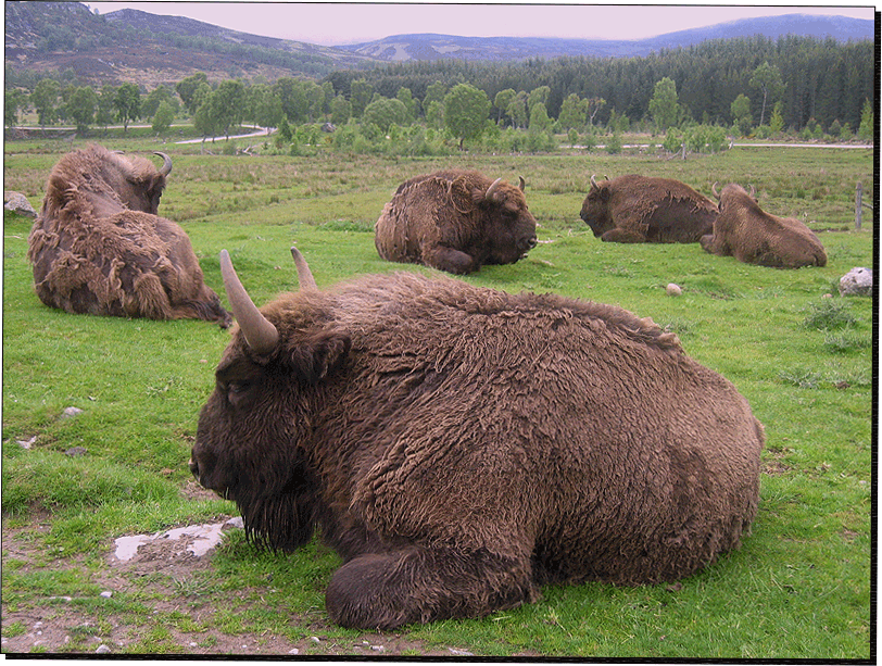 Wildpark