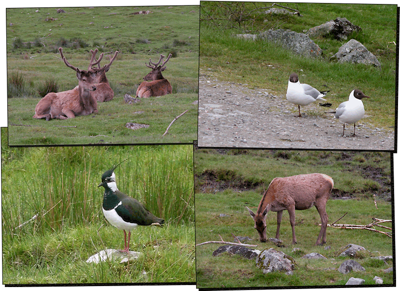 Wildpark