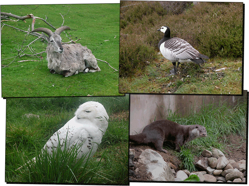 Wildpark