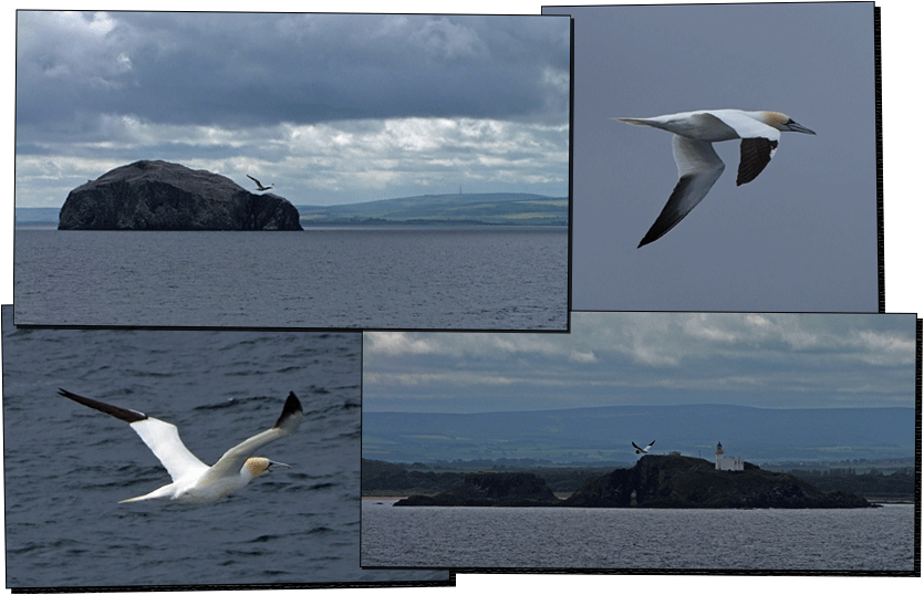 Firth Of Forth