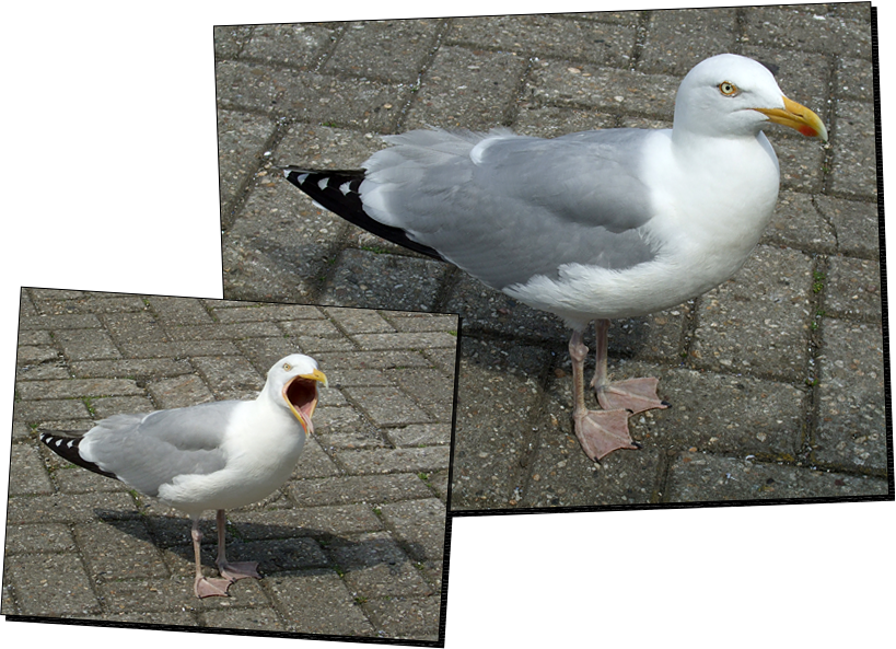 Möwe