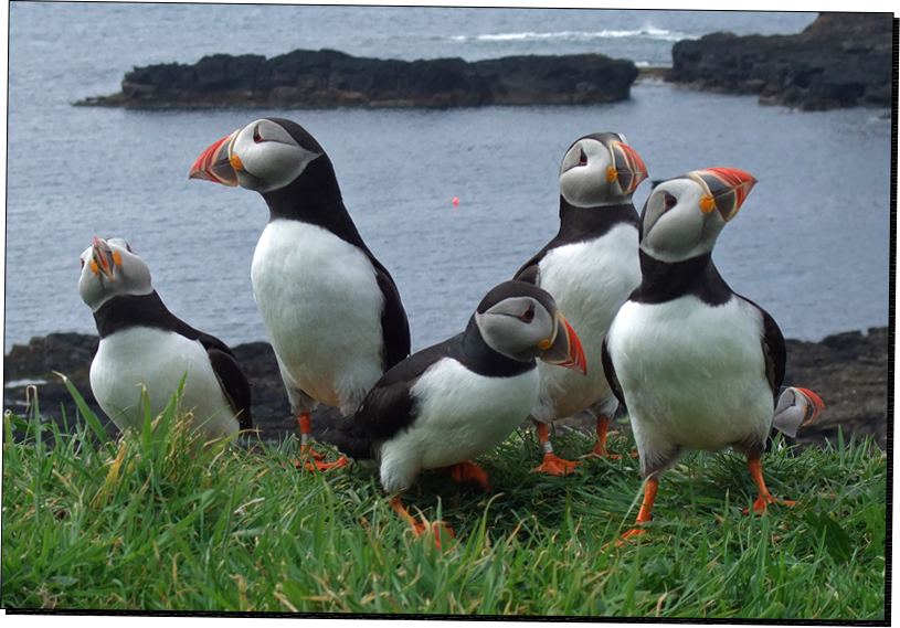 Puffins