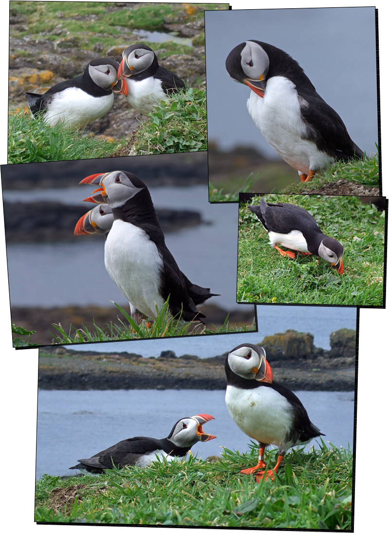 Puffins