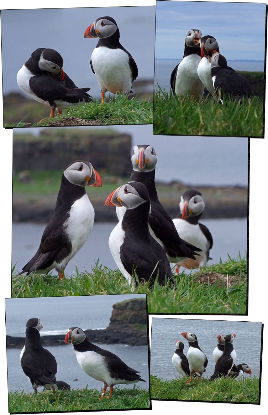 Puffins