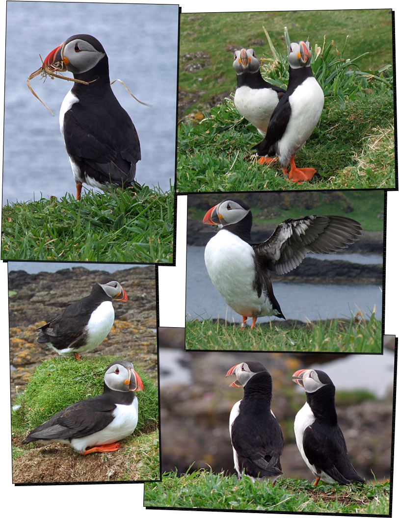 Puffins