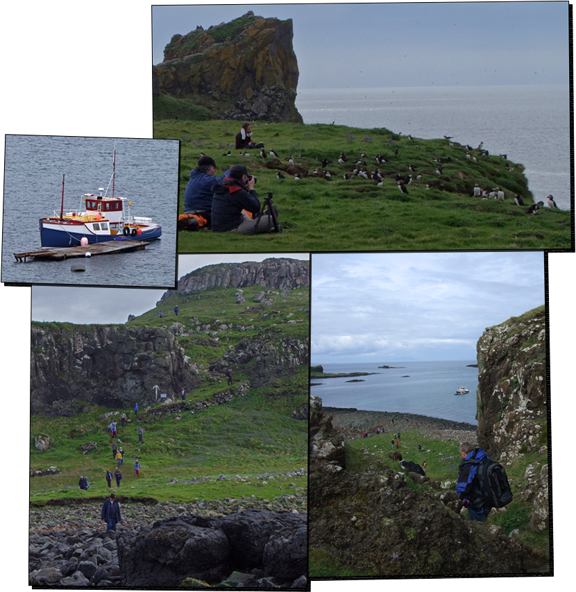 Puffins