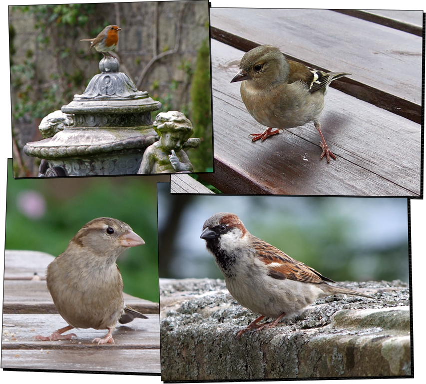 Vögel)