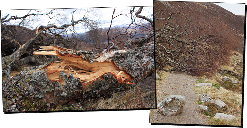 Baum01