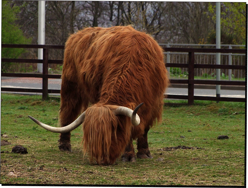 HighlandCattle01