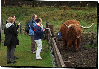 HighlandCattle03