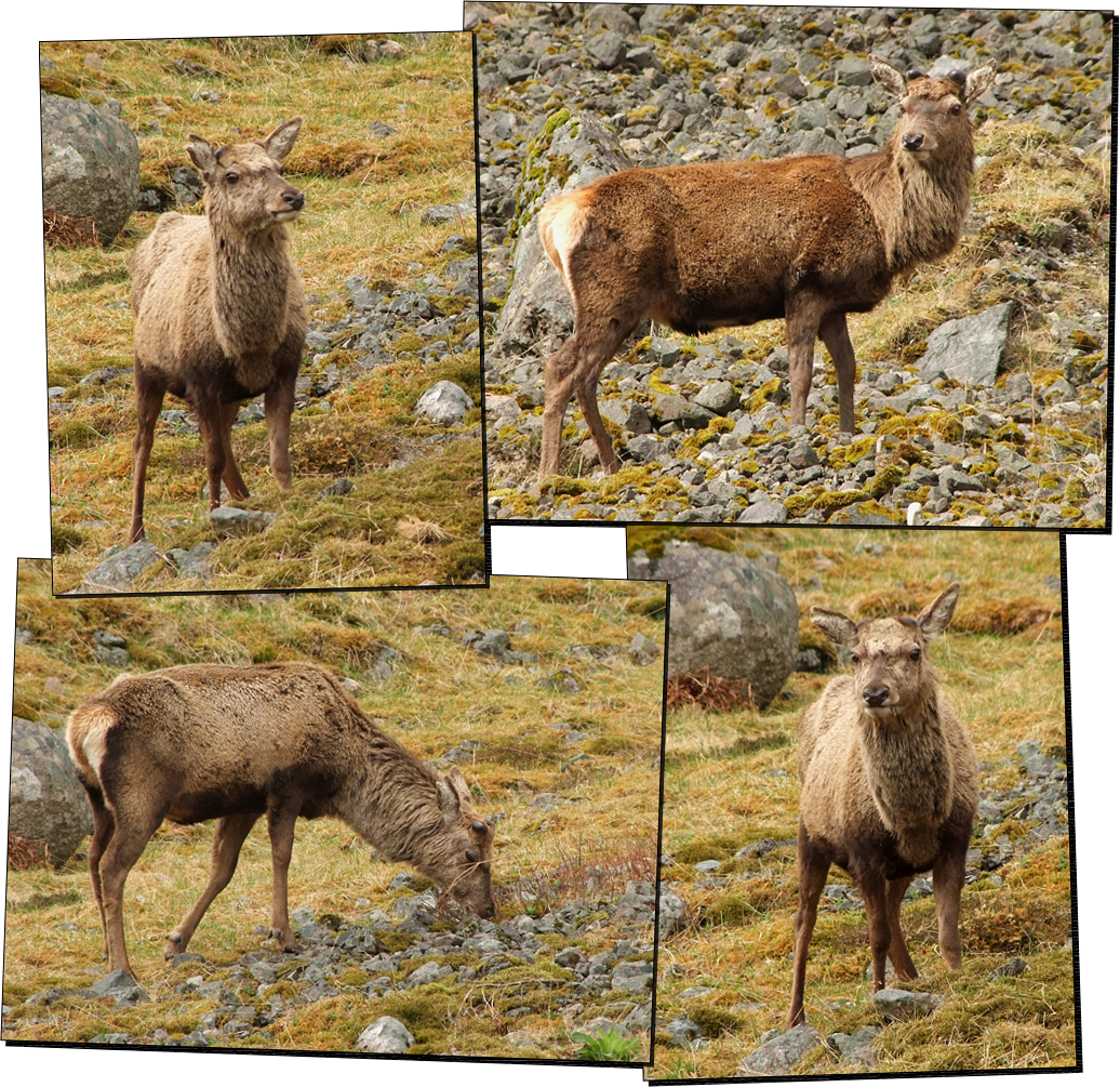 Rehe