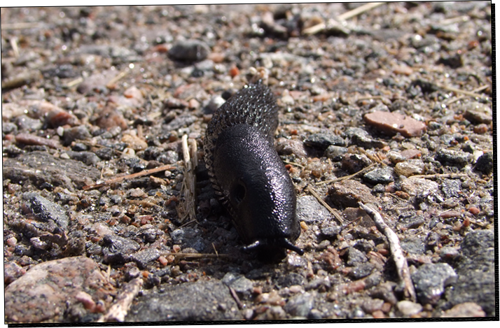 Schnecke